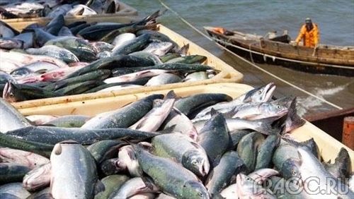 Рекордное количество лосося выловили в прошлом году в Хабаровском крае