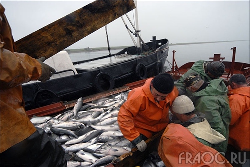 Рекордное количество лосося выловили в прошлом году в Хабаровском крае